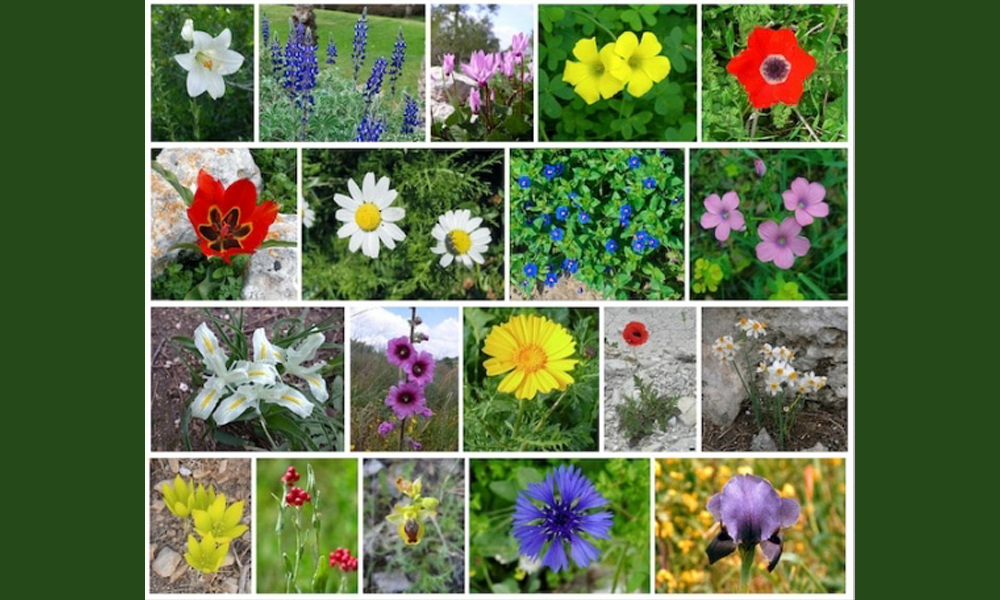 the Fragrant Flowers in Israel.jpg